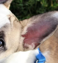 Hillside Puppy School