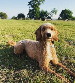 Oxford Secure Dog Walking Field