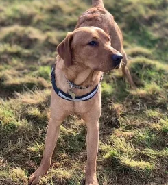 Muddy Paws Cornwall