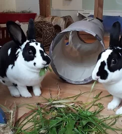 Bunnies on Holiday
