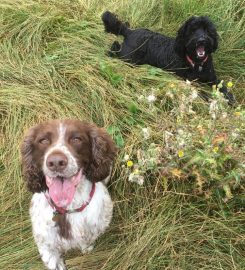 Dog Walking in Cambridge