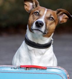 Halifax Dog Training School