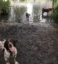 Dog Walking in Cambridge