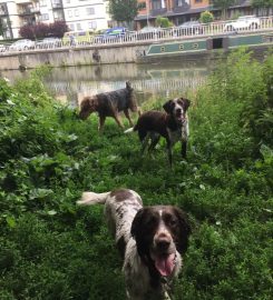 Dog Walking in Cambridge