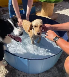 The Social Dog Daycare