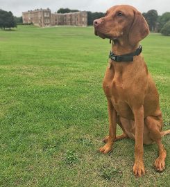 Guiseley Dog Training School