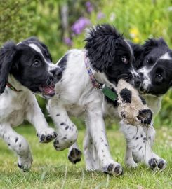 Devon Dog Field