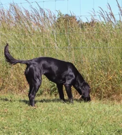 Paw Paddock