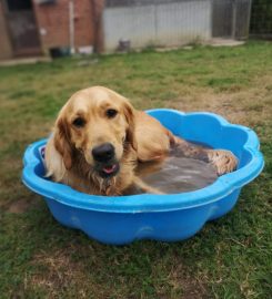 West Burton Kennels