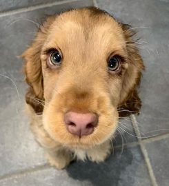 Headingley Dog Training School