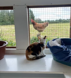 Willowfield Cattery