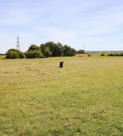 Paw Paddock East Meon