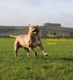 Foxley Paddock – Secure Dog Walking Field