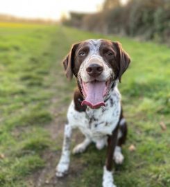 Dog Walking in Cambridge