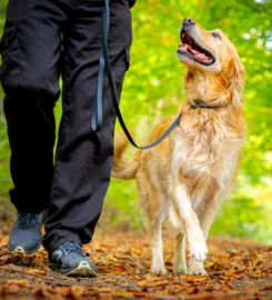 Dog Training Doncaster