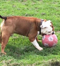 Oakwood Park Kennels