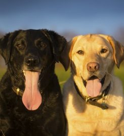 EDINBURGH DOG AND CAT BEHAVIOURIST