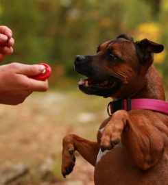 Puppy School Walton -On-Thames