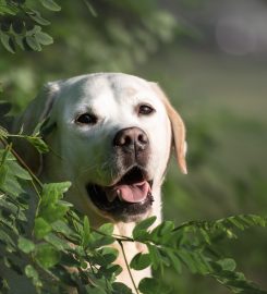 Paddy Paws