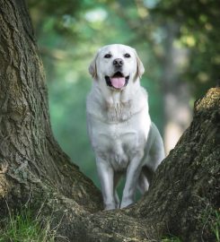 Paddy Paws