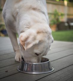 Paddy Paws