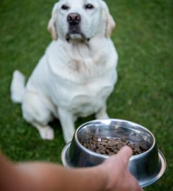 Paddy Paws