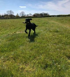 Animals at Home Lincolnshire