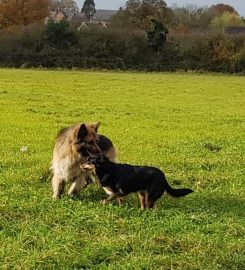 Animals at Home North Notts