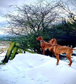 Animals at Home Northumberland West