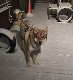 Wolf ​ Paws Dog Training