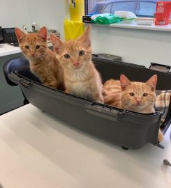 Cambridge Cat Clinic