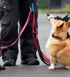 Walkden Dog Walking