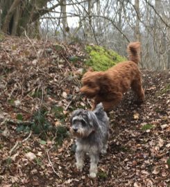 Woodland Waggy Walks