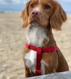 Hillside Puppy School