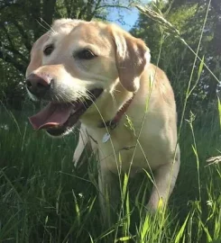 Hillside Puppy School