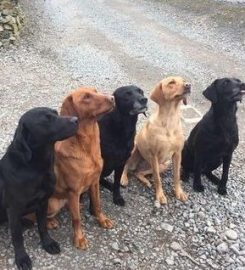 Eshiels Gundogs