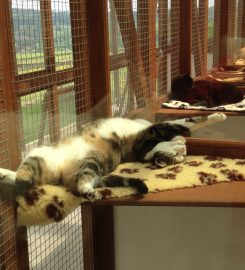 Cozy Paws Cattery