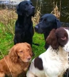 Eshiels Gundogs