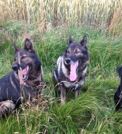 Puppy School Tenbury