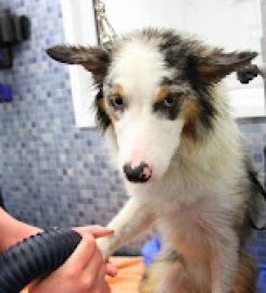 Doggy Style Mobile Grooming