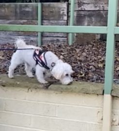 Puppy School Tenbury