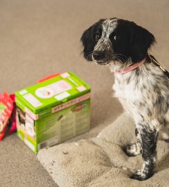 Puppy School Tenbury