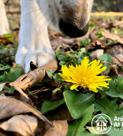 Animals at Home South Herts