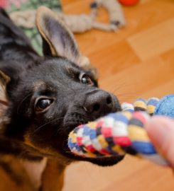 Puppy School West Molesey