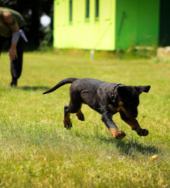 Puppy School Walton -On-Thames