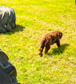 Coton Secure Dog Field