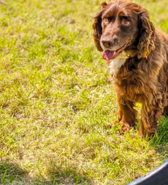 Coton Secure Dog Field