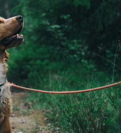 Dogwalker Clubs