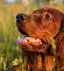 Dogwalker Clubs