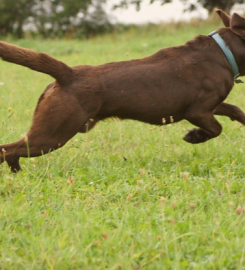 Carr Secure Dog Walking Field